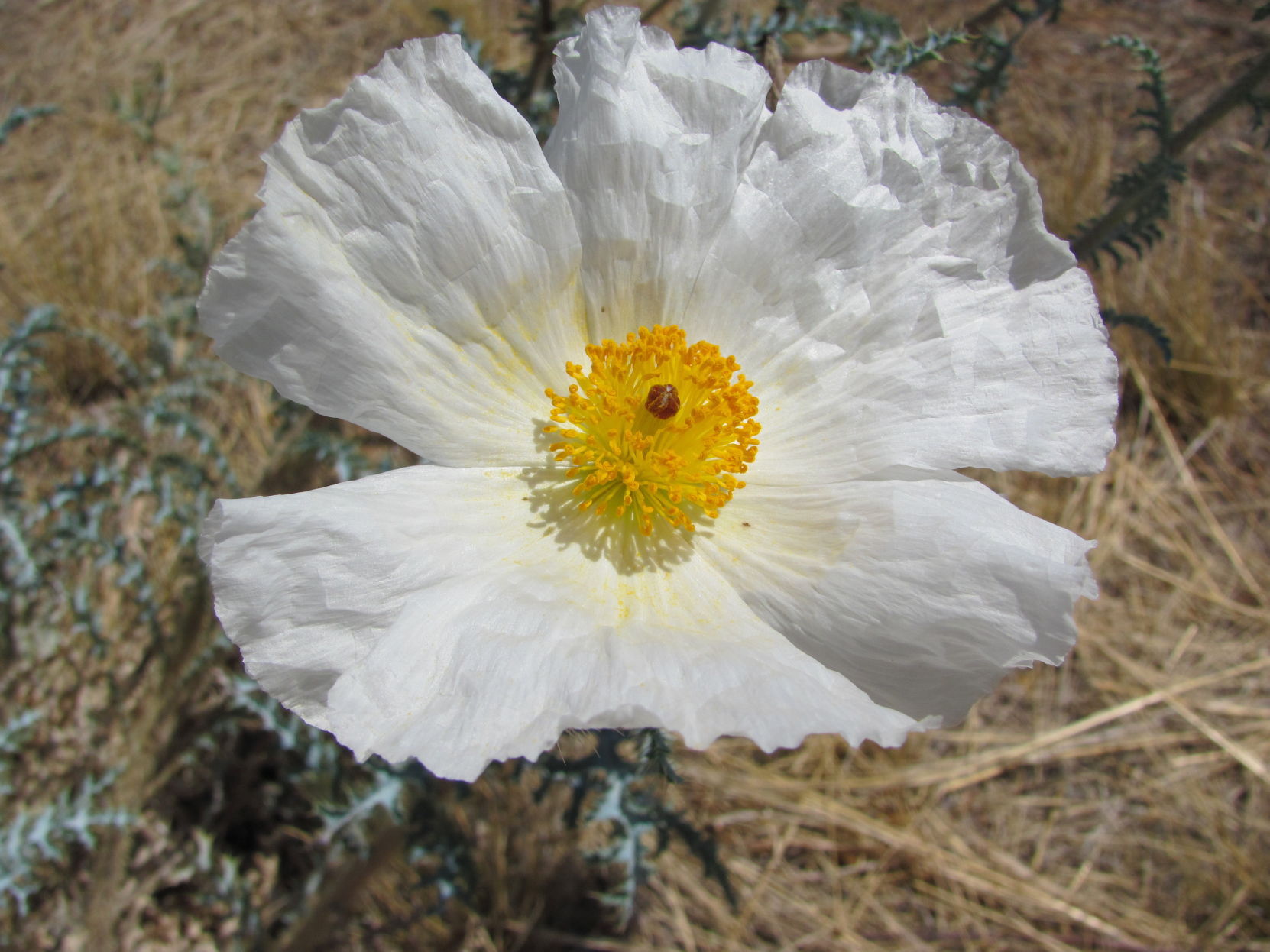 Fried-egg flower